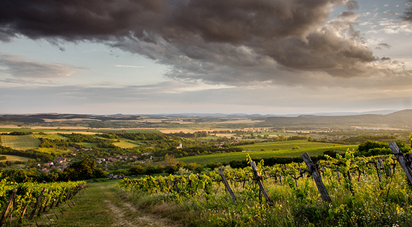 Neszmély Wine Region